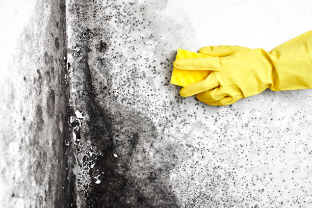 Best Mold Removal and Inspection  in USA